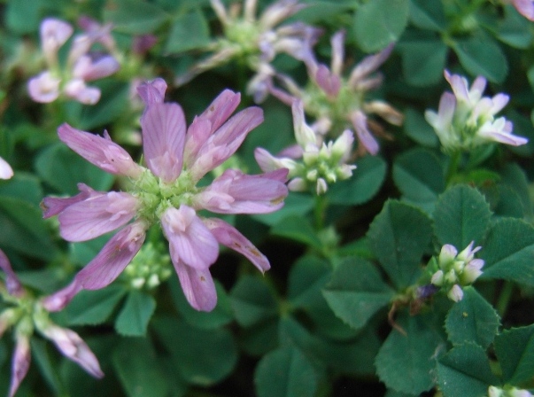 Trifolium resupinatum / Trifoglio risupinato